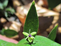 Ruscus hypoglossum
