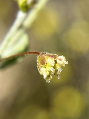 Eriogonum viridescens