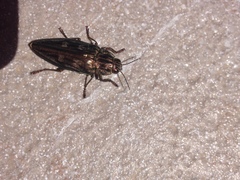 Chalcophora mariana massiliensis