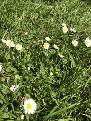 Bellis perennis