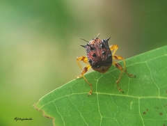 Apoderinae