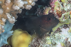 Cirripectes springeri