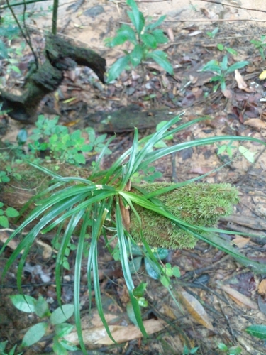 Freycinetia pycnophylla observed 2024-03-30