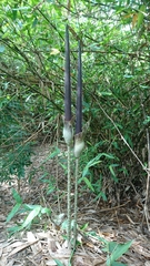 Amorphophallus hirtus