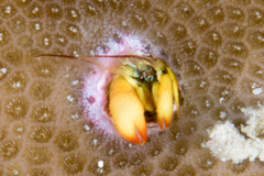 Paguritta corallicola