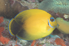 Acanthurus pyroferus