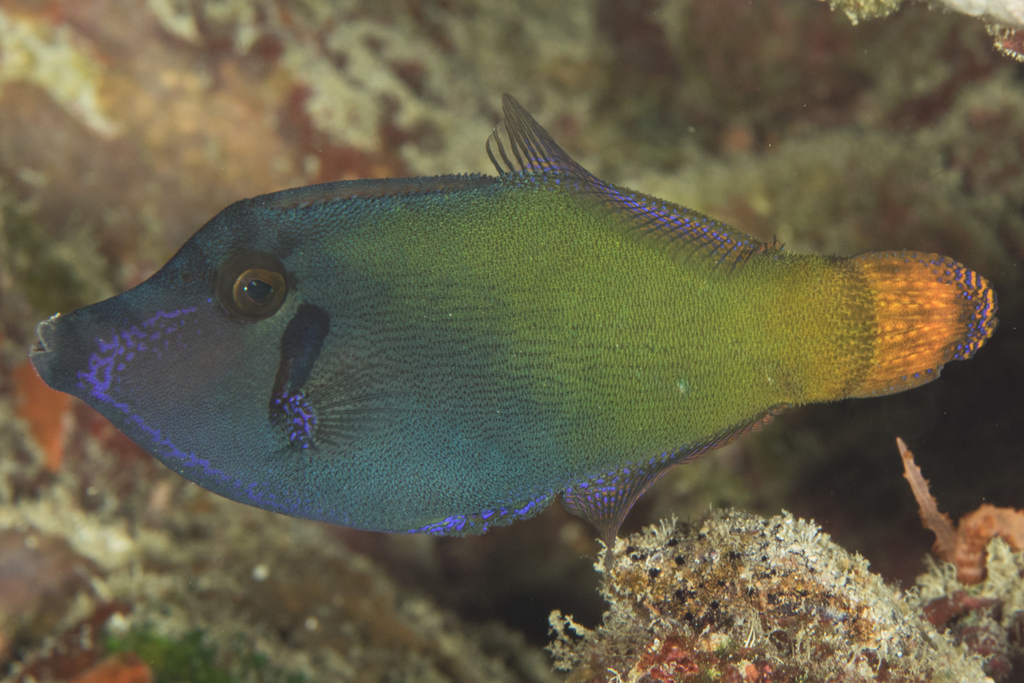 Blackbar Filefish