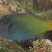 Blackbar Filefish - Photo (c) Mark Rosenstein, some rights reserved (CC BY-NC-SA), uploaded by Mark Rosenstein