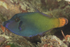 Blackbar Filefish - Photo (c) Mark Rosenstein, some rights reserved (CC BY-NC), uploaded by Mark Rosenstein