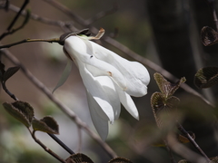 Magnolia salicifolia