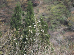 Magnolia salicifolia