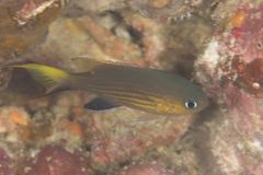 Pycnochromis vanderbilti