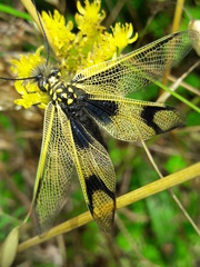 Libelloides longicornis