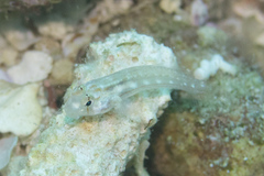Gnatholepis cauerensis