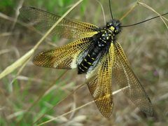 Libelloides hispanicus