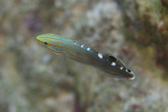 Koumansetta rainfordi