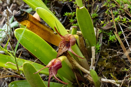 Masdevallia bonplandii, photograph 2