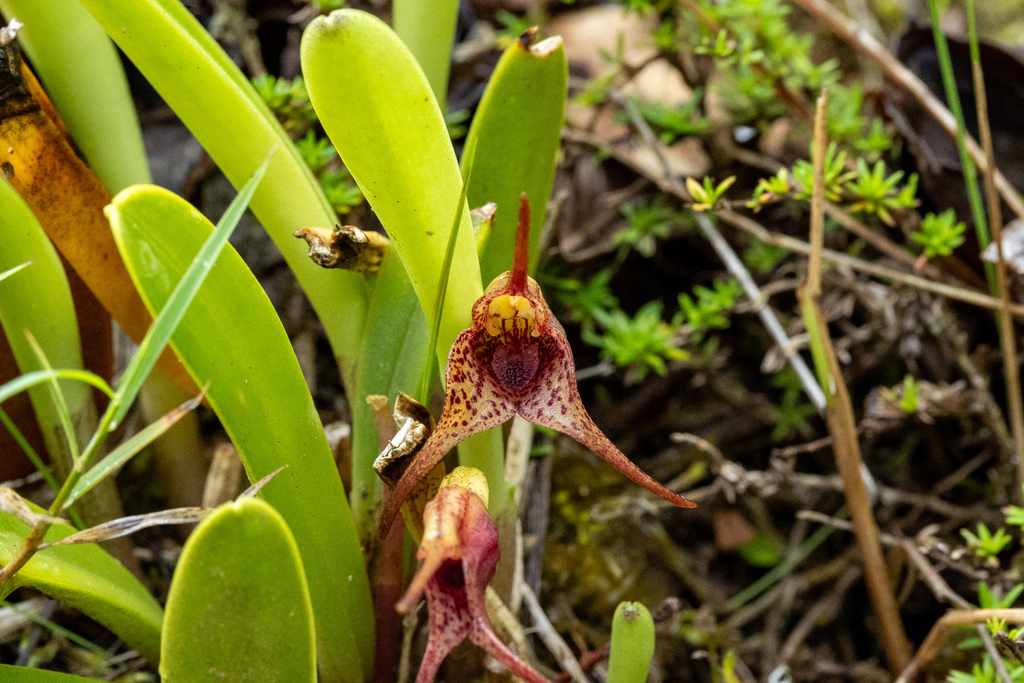 Masdevallia bonplandii; photograph (c) Thibaud Aronson, some rights reserved (CC BY-SA)