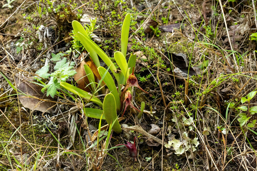 Masdevallia bonplandii, photograph 1