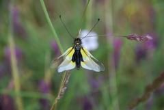 Libelloides baeticus