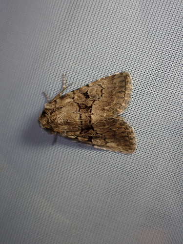 Lasionycta calberlai