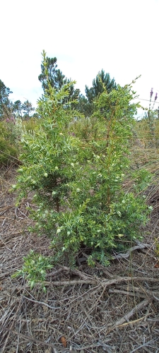 Image of Juniperus navicularis by (c) dp89, some rights reserved (CC BY)