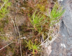 Phemeranthus mengesii