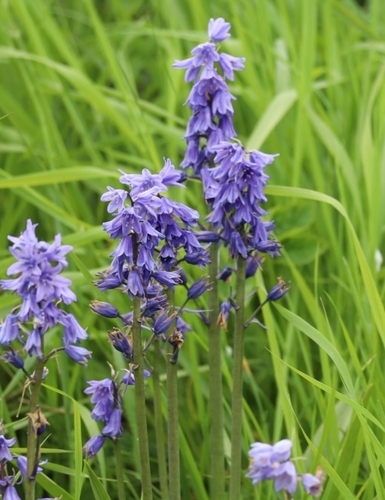 Hyacinthoides hispanica
