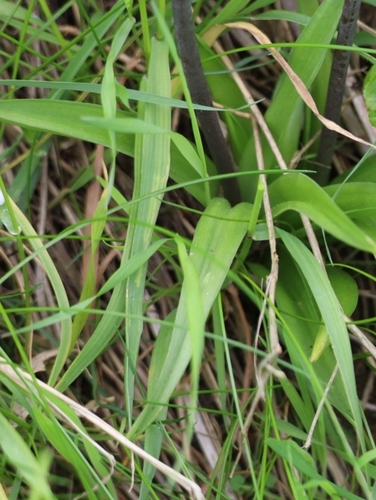 Hyacinthoides hispanica