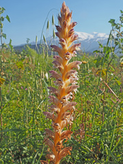 Orobanche pubescens