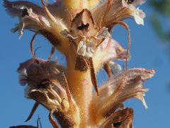 Orobanche pubescens