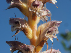 Orobanche pubescens