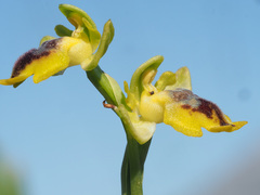 Ophrys lutea lutea