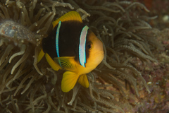 Amphiprion chrysopterus
