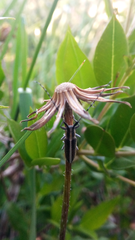 Agapanthia suturalis