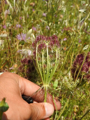 Daucus muricatus (Daucus muricatus)