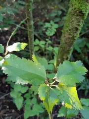Plagianthus regius regius