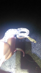 Bogertophis subocularis