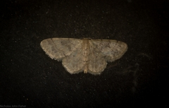 Idaea pilosata