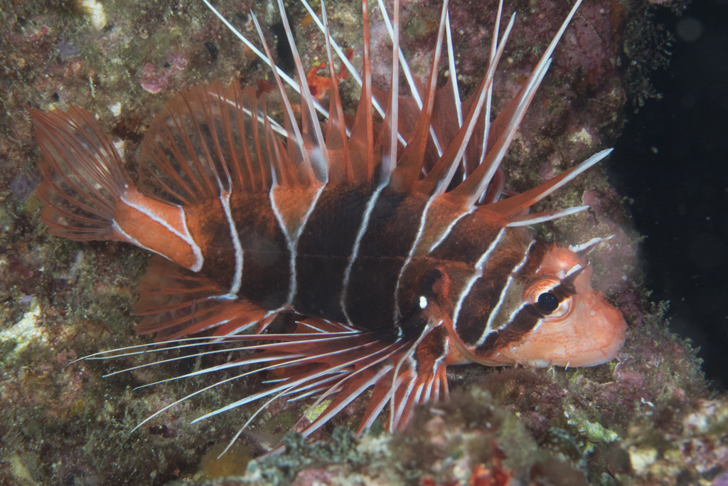 Clearfin Turkeyfish