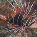 Clearfin Lionfish - Photo (c) Mark Rosenstein, some rights reserved (CC BY-NC), uploaded by Mark Rosenstein