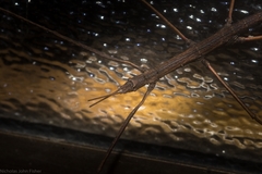 Pachymorpha