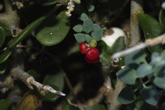Chenopodium triandrum