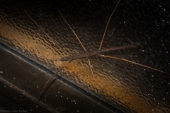Pachymorpha