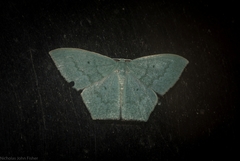 Maxates centrophylla