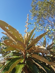 Miconia ferruginata