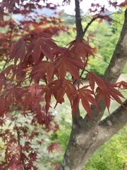 Acer palmatum