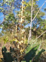 Miconia ferruginata