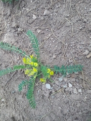 Astragalus wolgensis