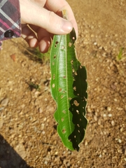 Miconia ferruginata